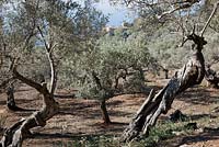 Ancient olive groves near Valdemossa, Northern Mallorca, Spain