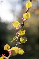 Cercidiphyllum japonicum F. japonicum