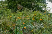 Pinsla Garden, Cornwall, UK. Late summer garden with informal planting,Fennel seedheads
