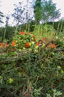 Pinsla Garden, Cornwall, UK. Late summer garden with informal planting, Cotoneaster horizontalis hedge and fence