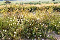 Wildfowers ( Wild Carrot, Daucus carota ) growing in summer at Slapton Sands, Devon, UK