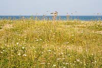 Wildfowers growing in summer at Slapton Sands, Devon, UK