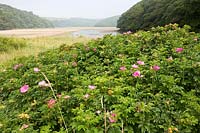 Rosa rubiginosa ( Sweet Briar ) growing on the beach at Wonwell, Devon, UK