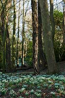 Painswick Rococco Gardens, winter, snowdrops in drifts beneath the trees