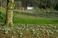 Painswick Rococco Gardens, winter, snowdrops in drifts beneath the trees