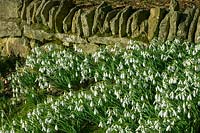 Painswick Rococco Gardens, winter, snowdrops in drifts beneath the trees