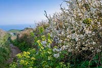 Blackthorn blossom ( Prunus spinosa ) and country lane