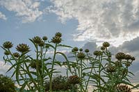 Cardoons ( Cynara cardunculus ) silhouetted against sky