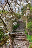 Milton Lodge, Wells, Somerset ( Tudway-Quilter ) spring garden with Prunus 'Taihaku' ( Great White Cherry ) and sundial