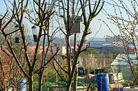 Bird box and feeders in tree on allotment