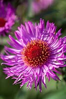 Aster 'Barrs Pink'