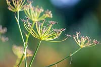 fennel Seedheads ( Foeniculum vulgare )