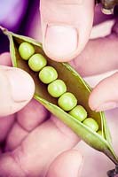 Shelling peas