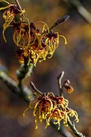 Hamamelis x intermedia 'Vesna'