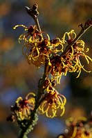 Hamamelis x intermedia 'Vesna'