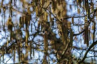 Alnus lanata catkins in winter