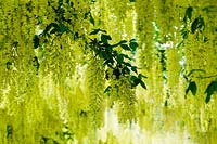 Laburnum x waterii 'Vossii'