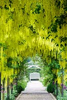 Mitton Manor, Staffordshire. The Laburnum Tunnel