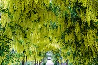 Mitton Manor, Staffordshire. The Laburnum Tunnel