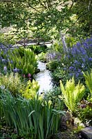 Rosemoor Gardens, RHS, Devon, early summer by the stream, with drifts of Camassia leichtlinii subsp. suksdorfii Caerulea Group and shuttlecock ferns