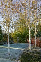 Lady Farm, Somerset, UK. ( Judy Pearce ) large garden in winter. silver birch trees providing winter colour with white bark