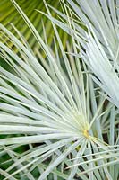 Chamaerops humilis var. cerifera