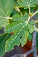 Ficus carica 'Brown Turkey' leaf