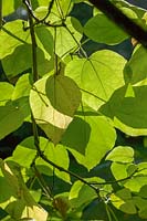 Catalpa bignonioides ( Indian Bean Tree )