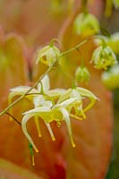 Epimedium franchetti 'Brimstone Butterfly'