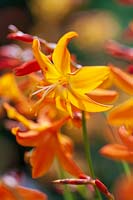 Crocosmia 'Star of the East'