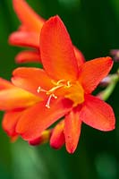 Crocosmia 'Warburton Red'