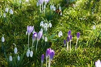 Crocus and snowdrops in early spring in grassy meadow