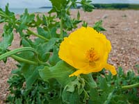 Yellow Horned Poppy ( Glaucium flavum ) on shingle at Slapton Sands, Devon