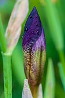Tightly wrapped bud of Iris with dew drops