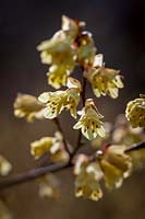 Corylopsis pauciflora