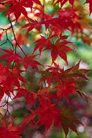 Acer palmatum 'Westonbirt Red'