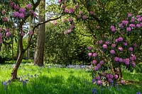 Bluebells and Rhododendron in Westonbirt Arboretum, spring