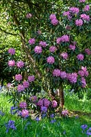 Bluebells and Rhododendron in Westonbirt Arboretum, spring