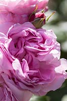 Rosa 'Reine des Violettes' ( Shrub Rose )