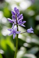 Scilla liliohyacinthus