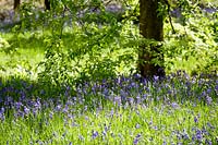 Bluebells in woodland at Westonbirt Arboretum, Gloucestershire, UK