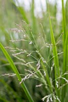 Panicum virgatum 'Northwind'