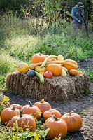 Collection of squash and pumpkins in autumnal vegetable garden, scarecrow behind