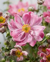 Anemone hupehensis Fantasy Belle