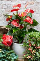 Anthurium