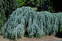 Cedrus libani Glauca Pendula