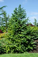 Cunninghamia lanceolata Glauca