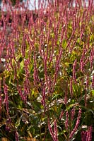 Persicaria amplexicaulis JS Seven Oaks Village