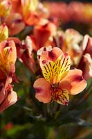 Alstroemeria Indian Summer