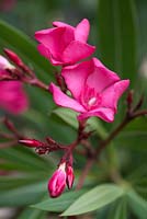 Nerium oleander